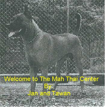 Welcome to the Mah Thai Center[ By Jan and Tawan}